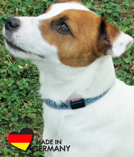 Ein Hund hat &nbsp;an seinem Halsband ein Schungit-Plättchen als energetischen Begleiter.
