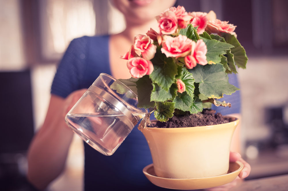 Zimmerpflanze wird mit Schungit-Wasser gegossen